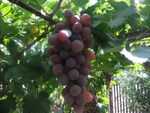 Characteristics and features of Ruta grapes