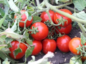 Caractéristiques et productivité des tomates Countryman