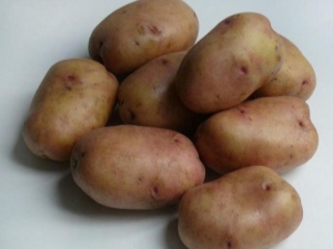 Characteristics of the variety and cultivation of potatoes Azhur