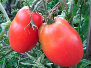 Kenmerken van het tomatenras Fighter