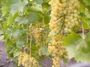 Characteristics of the Rusbol grape variety