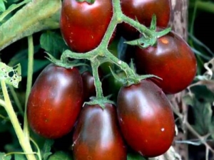 Kenmerken van Black Moor-tomaten en kenmerken van hun teelt