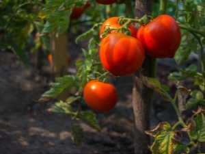 Caractéristiques de la tomate Bear clubfoot