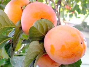 Persimmon Rossiyanka: opis odmiany i zasady uprawy