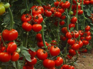 Onbepaalde soorten tomaten: wat is het en hoe kweek je ze?