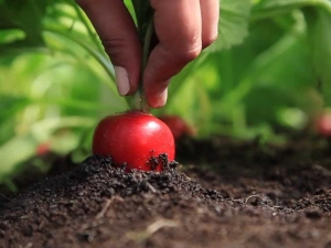 How often to water radishes outdoors?