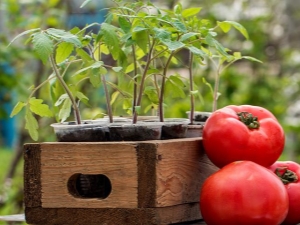 Hoe de grond voorbereiden op tomaten?