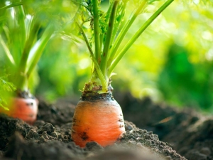 Hoe wortelen te planten zonder verder uit te dunnen?