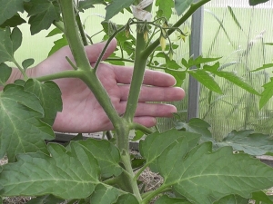 Hoe tomaten op de juiste manier in 2 stengels te vormen?