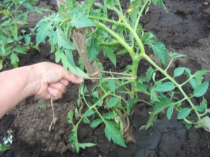 Hoe tomaten op de juiste manier in een kas vastbinden?