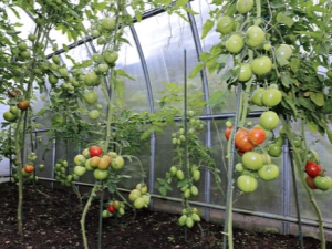 How to water tomatoes in a greenhouse?