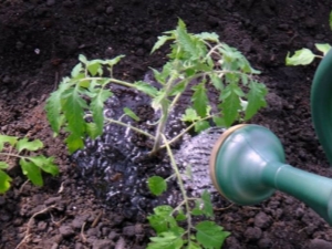 Hoe tomaten goed water te geven?