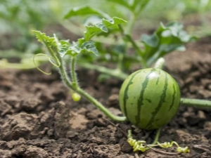 Hoe watermeloenen met zaden in de volle grond te planten?