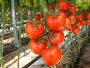 Kuidas tomatite eest hoolitseda: kasvatamise saladused ja meetodid