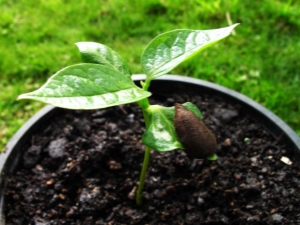 Hoe persimmon uit zaad te laten groeien?