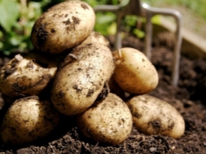 How to grow Veneta potatoes?