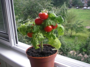 Hoe tomaten op een vensterbank te laten groeien?