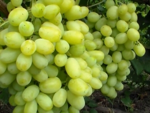 How to grow Laura grapes?