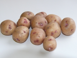 Potato Aurora: variety description and cultivation