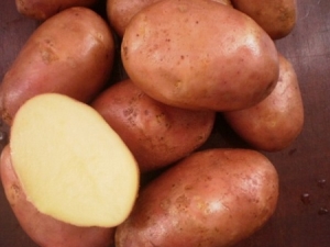 Potato Ilyinsky: beschrijving van de variëteit en regels van landbouwtechnologie