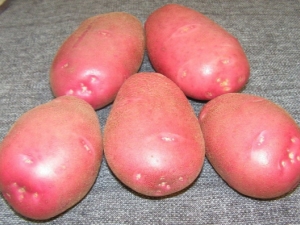 Potato Kamensky: variety description and cultivation 