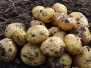 Potato Leader: kenmerken van het ras en de teelt