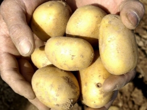 Potato Uladar: variety description and cultivation features