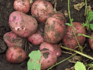 Aardappelen Zhuravika: rasbeschrijving en teeltkenmerken