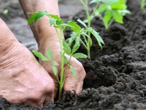 When and how to plant tomatoes in open ground?