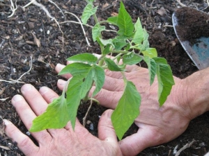 Bila dan bagaimana untuk menanam tomato di rumah hijau?