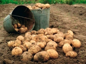 Wanneer graven en hoe aardappelen bewaren?