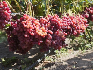 Veles grape cultivation: care and planting