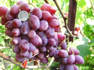 The best varieties of pink grapes