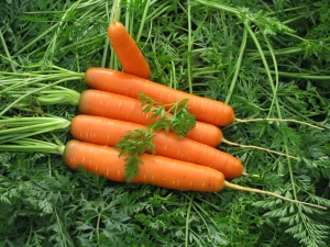 Carrots Canada F1: beschrijving en kweektips