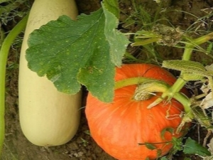 Is het mogelijk om courgette en pompoen naast elkaar te planten?