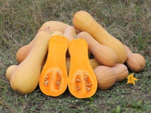 Butternut squash: variëteiten, teelt en gebruik