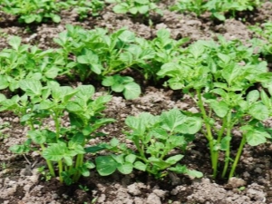 Hoe ver uit elkaar moeten aardappelen worden geplant?