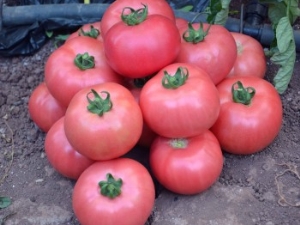 Beschrijving en kenmerken van het tomatenras Pink Miracle