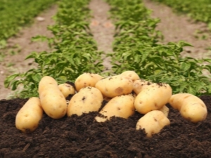 Description and features of growing potatoes Colette