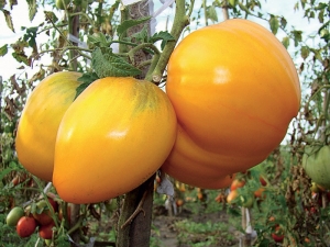 Description and rules for growing tomato Honey Spas