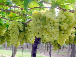 Description and subtleties of growing the Pleven grape variety