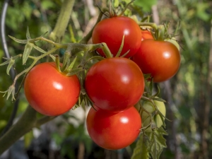 Beschrijving en opbrengst van het tomatenras Polbig F1