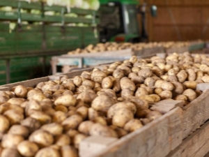 Beschrijving van het aardappelras Nikulinsky