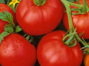 Description de la variété de tomates Moskvich et des règles de sa culture