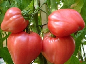 Description de la variété de tomates Bec d'aigle