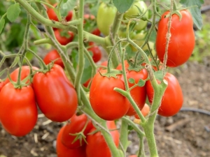 Beschrijving van de variëteit aan tomaten Stolypin