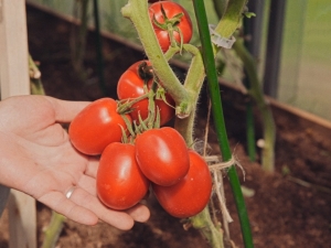 Beschrijving van de variëteit aan tomaten Velikosvetsky F1