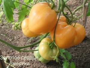 Beschrijving van het tomatenras Golden Heart