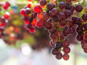 Beschrijving van de druivensoort Crimson 