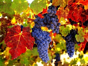 Description of grape varieties for northern latitudes